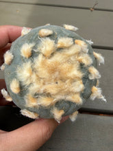 Load image into Gallery viewer, Lophophora peyote

