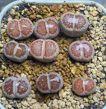 Load image into Gallery viewer, Lithops julii 'Kikusiyo Giyoku'(each)

