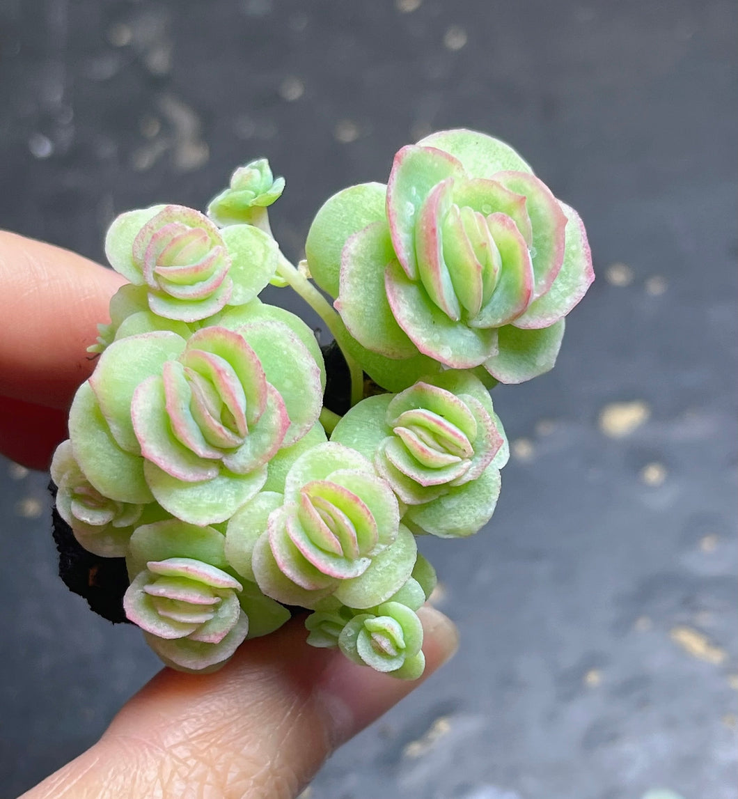 echerveria ice rose variegated