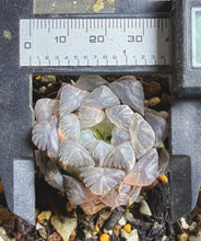 Load image into Gallery viewer, Haworthia obtusa variegated
