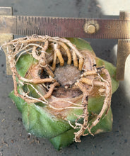 Load image into Gallery viewer, Ariocarpus fissuratus
