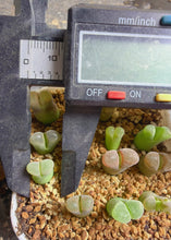 Load image into Gallery viewer, Conophytum friedrichiae, Mixed Color Form
