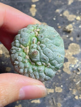 Load image into Gallery viewer, Lophophora peyote crested
