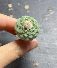 Load image into Gallery viewer, Strombocactus disciformis

