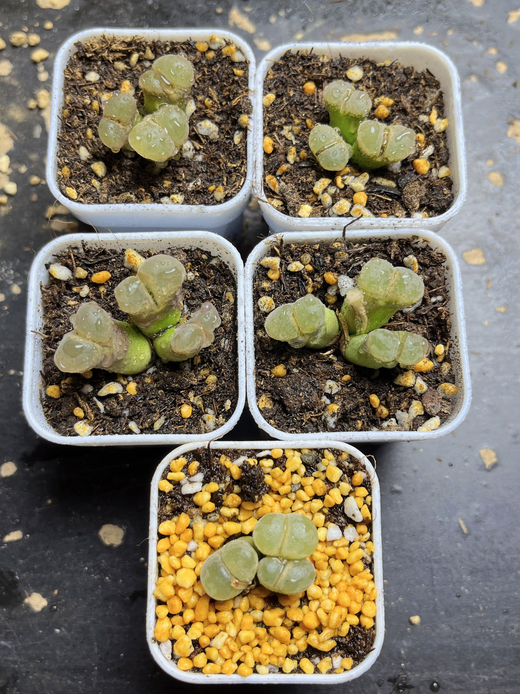 Conophytum Friedrichiae