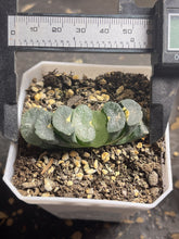 Load image into Gallery viewer, haworthia truncata variegated.
