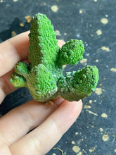 Load image into Gallery viewer, Pseudolithos mccoyi
