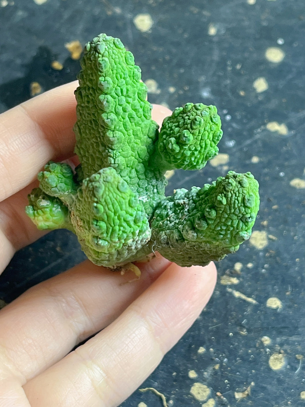 Pseudolithos mccoyi