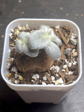 Load image into Gallery viewer, Sinningia leucotricha (Hoehne) H. E. Moore
