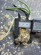 Load image into Gallery viewer, Astrophytum caput-medusae
