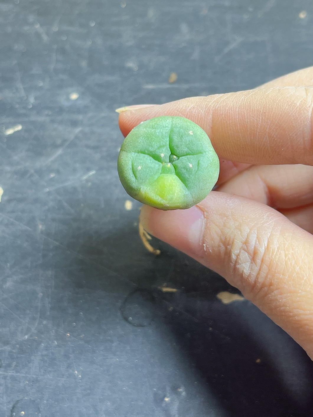 Lophophora peyote Variegated
