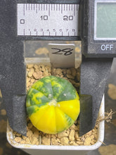 Load image into Gallery viewer, Astrophytum asterias Variegated
