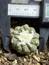 Load image into Gallery viewer, Copiapoa hypogea (Lizard skin)
