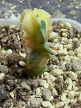 Load image into Gallery viewer, Astrophytum myriostigma variegated
