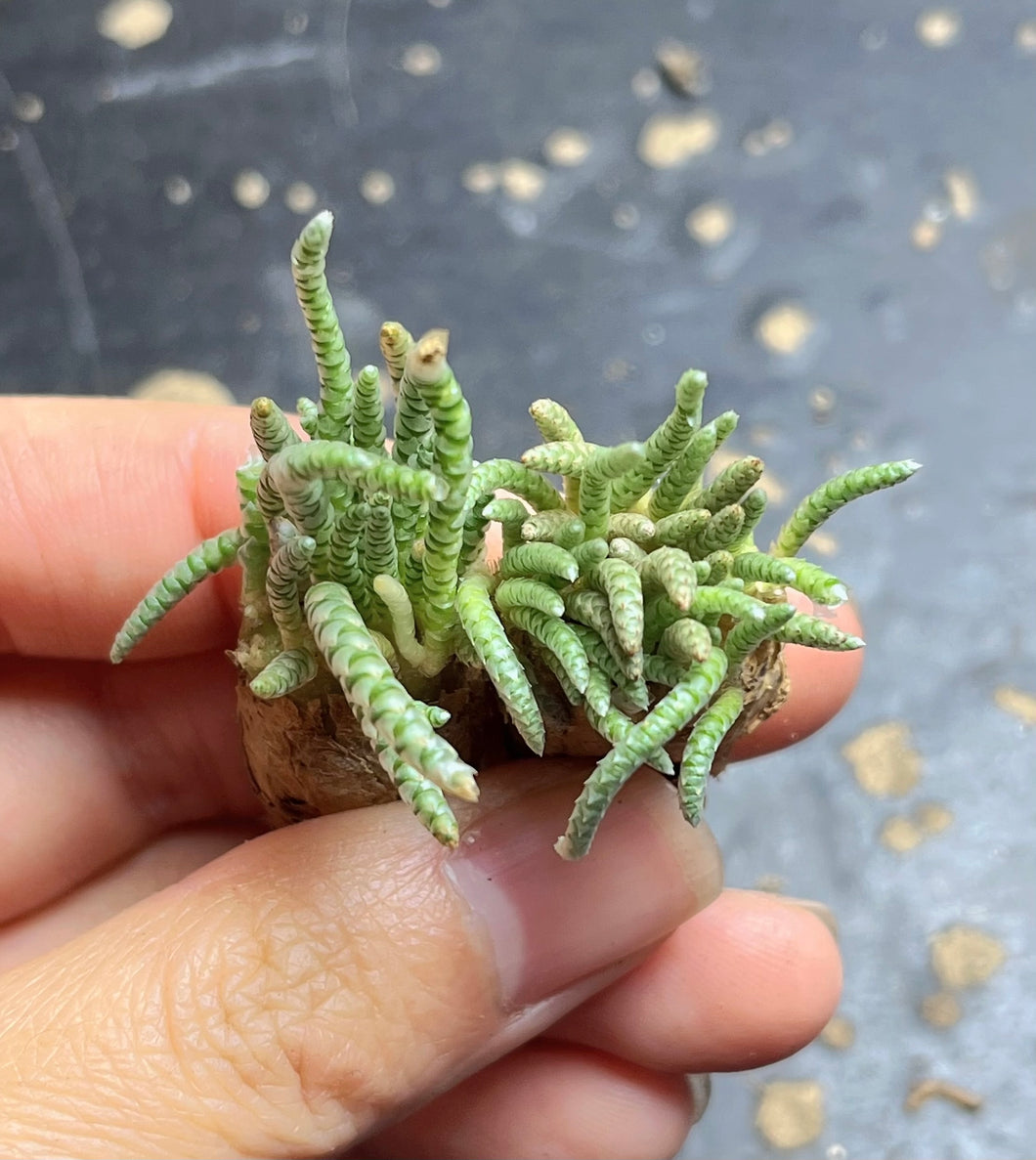 Anacampseros quinaria