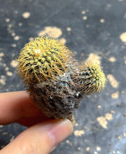 Load image into Gallery viewer, Frailea mammifera
