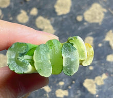 Load image into Gallery viewer, haworthia truncata variegated.
