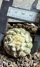 Load image into Gallery viewer, Copiapoa hypogea (Lizard skin)
