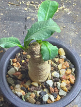 Load image into Gallery viewer, Euphorbia subapoda
