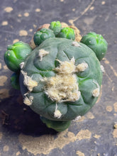 Load image into Gallery viewer, Lophophora peyote
