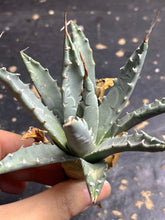 Load image into Gallery viewer, Agave utahensis var. eborispina
