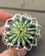 Load image into Gallery viewer, Euphorbia columnaris

