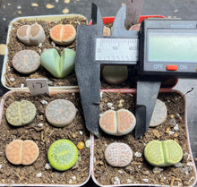 Load image into Gallery viewer, Lithops colorful (a pot)
