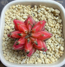 Load image into Gallery viewer, Gymnocalycium mihanovichii variegata
