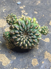 Load image into Gallery viewer, Cactus
