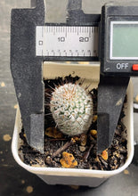 Load image into Gallery viewer, Mammillaria perezdelarosae subs. andersoniana
