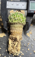 Load image into Gallery viewer, Stenocactus phyllacanthus
