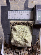 Load image into Gallery viewer, Pseudolithos cubiformis
