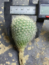 Load image into Gallery viewer, Parodia scopa var. albispinus
