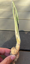 Load image into Gallery viewer, Astrophytum caput-medusae
