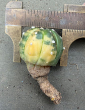 Load image into Gallery viewer, Astrophytum asterias Variegated

