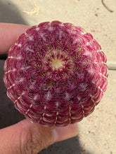 Load image into Gallery viewer, Echinocereus rigidissimus var.
