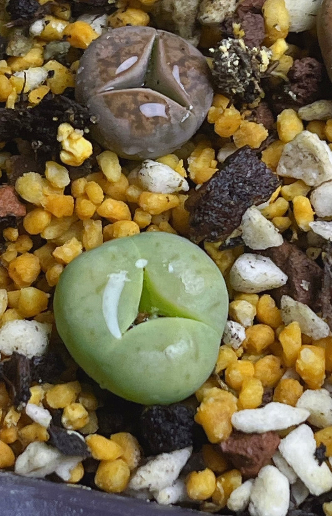 Lithops three leaf (2 pcs)