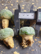 Load image into Gallery viewer, Lophophora peyote (each)

