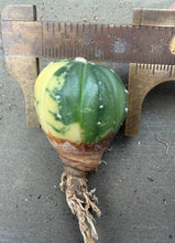 Load image into Gallery viewer, Astrophytum asterias Variegated
