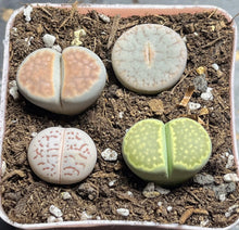 Load image into Gallery viewer, Lithops colorful (a pot)
