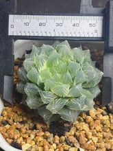 Load image into Gallery viewer, Haworthia Ice Soul Variegated
