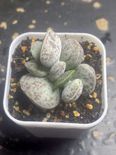 Load image into Gallery viewer, Adromischus
