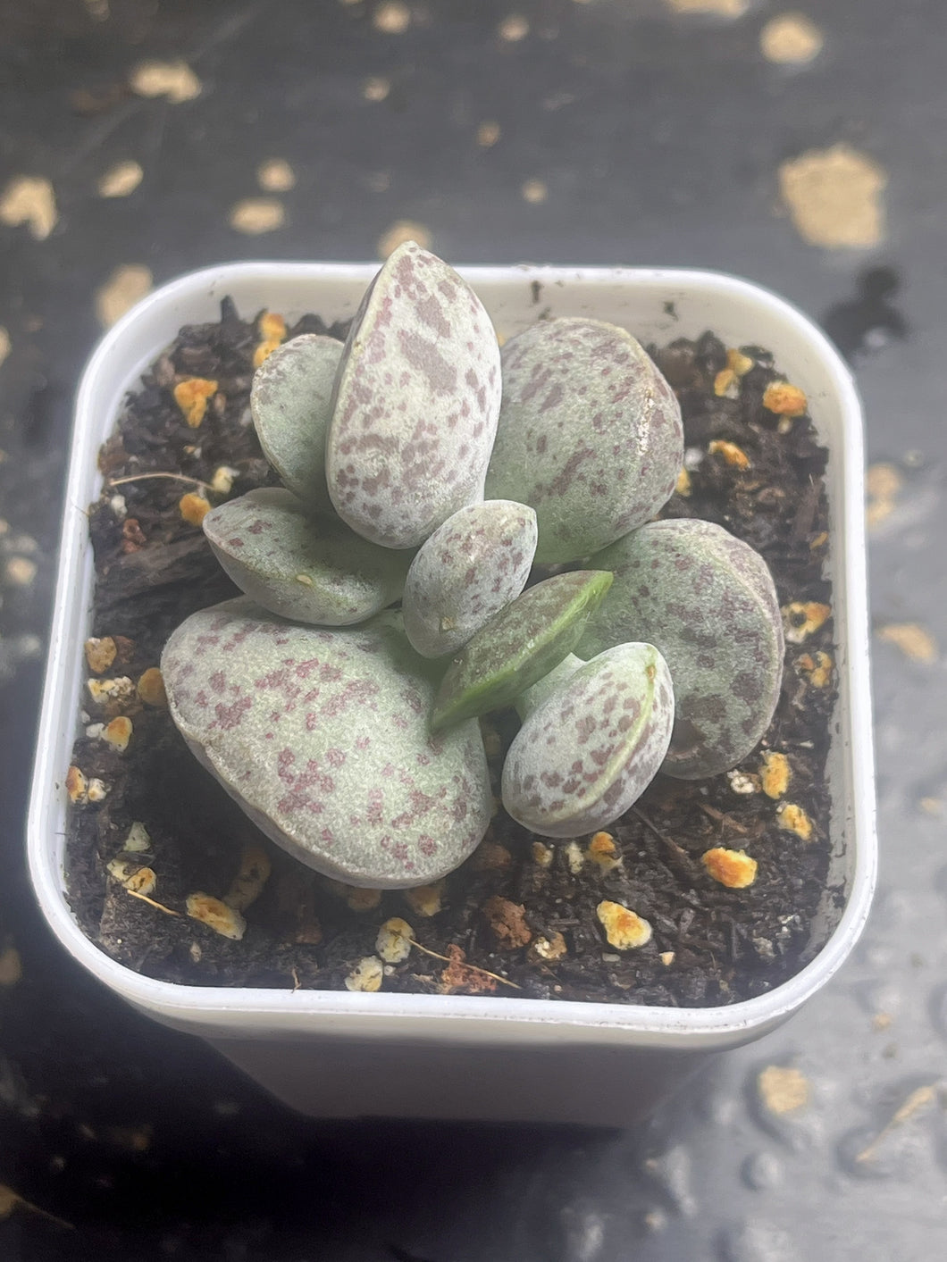 Adromischus