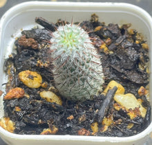 Load image into Gallery viewer, Mammillaria perezdelarosae subs. andersoniana
