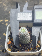 Load image into Gallery viewer, Mammillaria perezdelarosae subs. andersoniana
