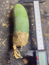 Load image into Gallery viewer, Echinopsis lageniformis f. monstruosa
