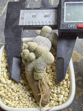 Load image into Gallery viewer, Epithelantha micromeris
