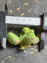 Load image into Gallery viewer, Pseudolithos mccoyi
