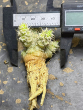 Load image into Gallery viewer, Euphorbia tulearensis
