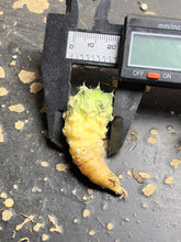 Load image into Gallery viewer, Turbinicarpus
